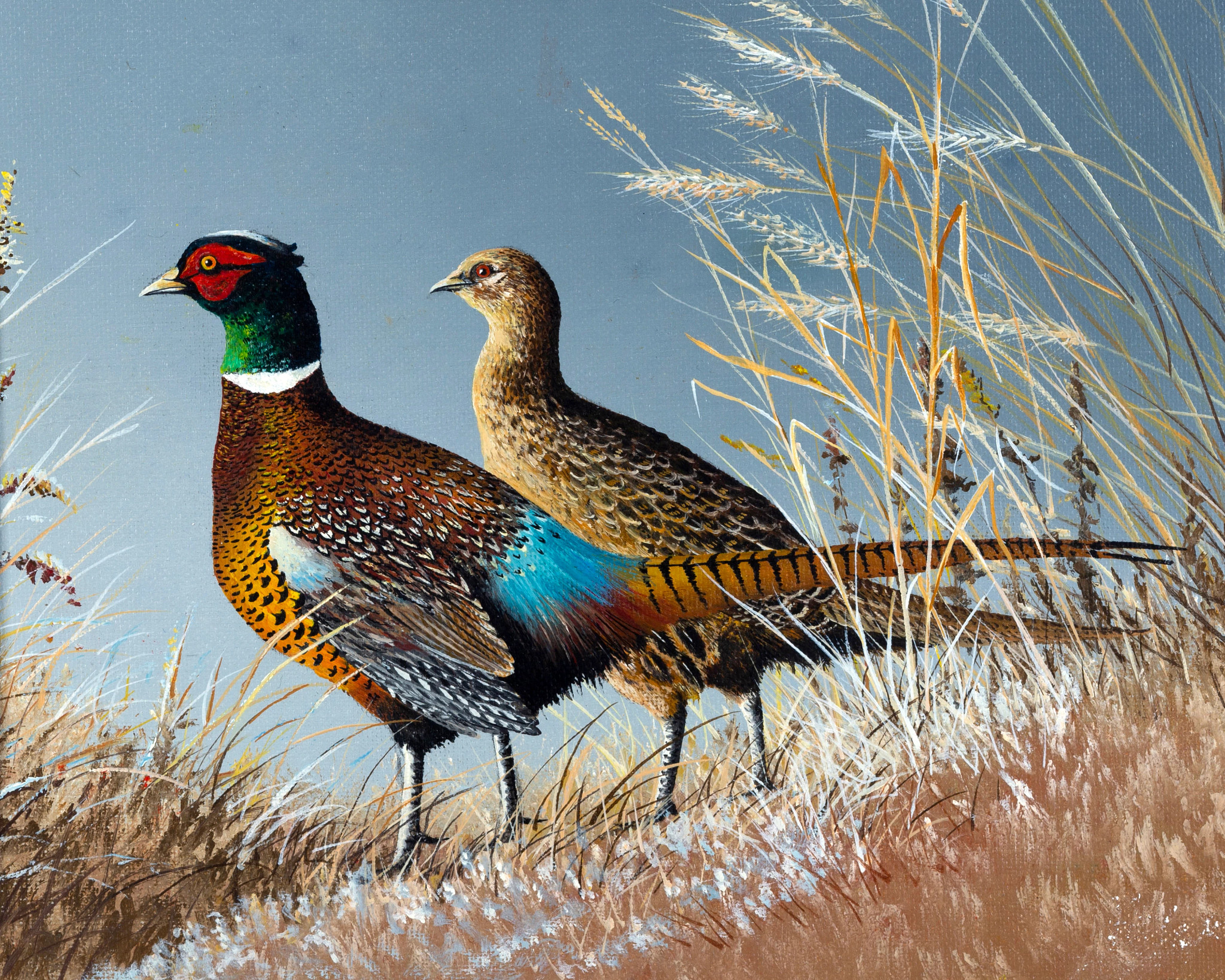 DNR Announces 2025 Wild Turkey, Pheasant And Waterfowl Stamp